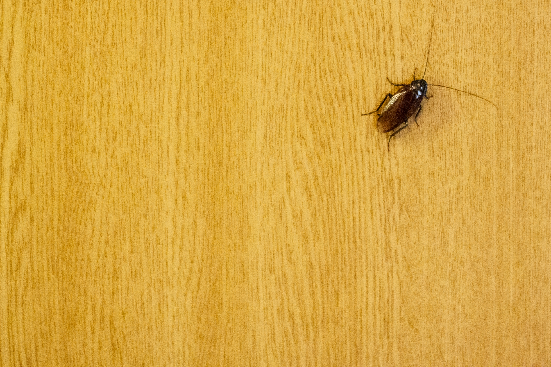 家に虫が大量発生？！虫が湧く原因や対処法を解説